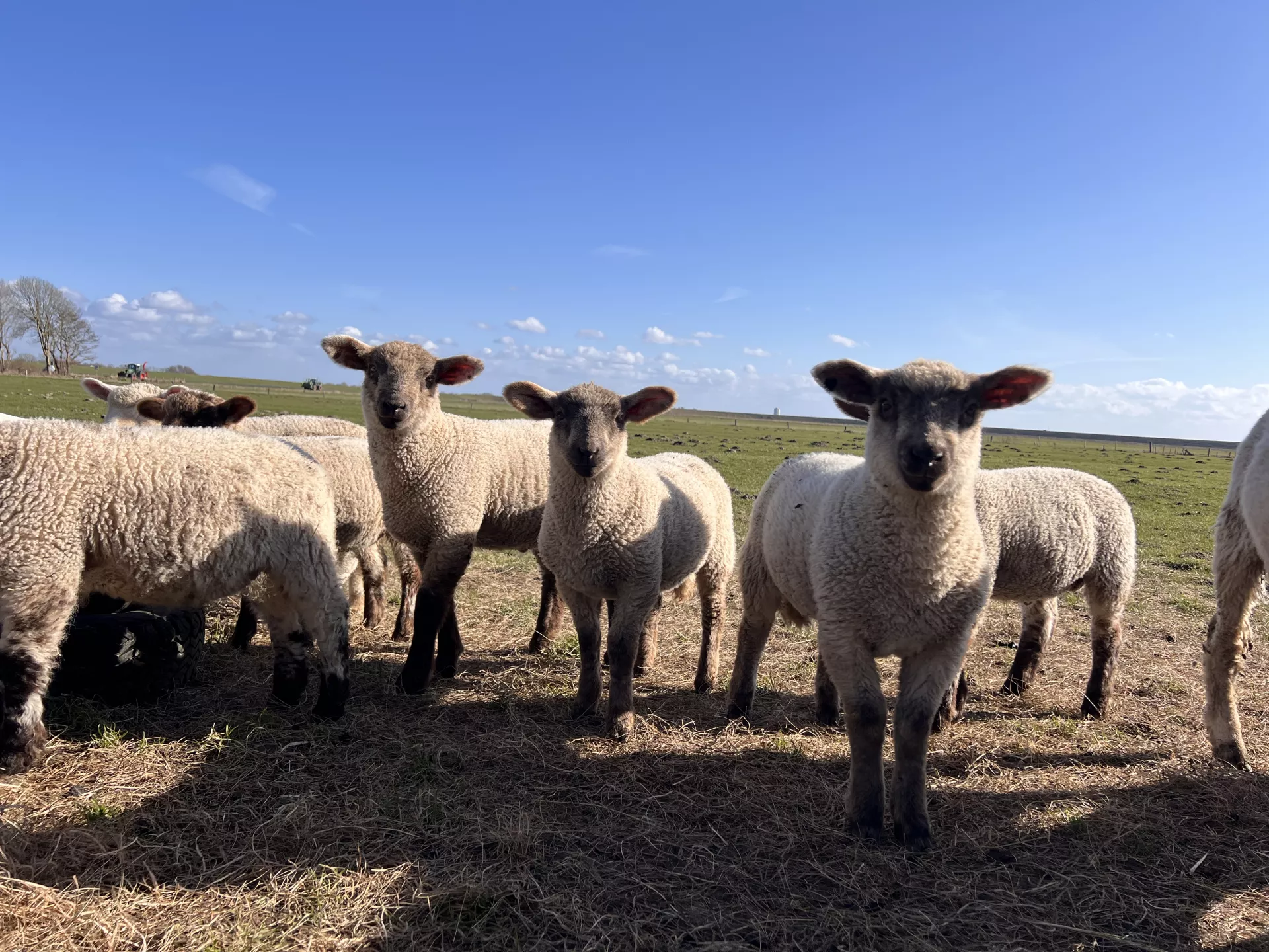 Tiere auf dem Ferienhof Folger