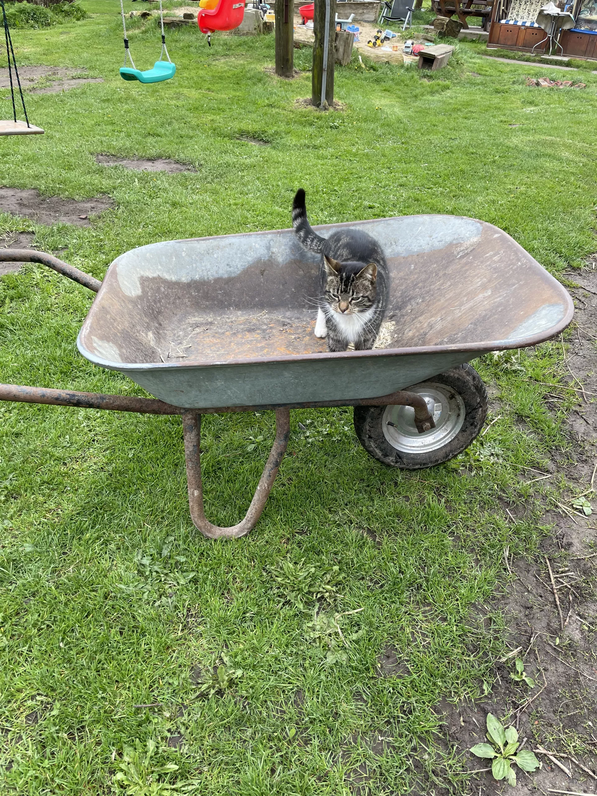 Katzen