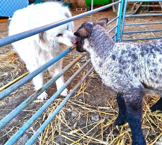 Tiere auf dem Hof